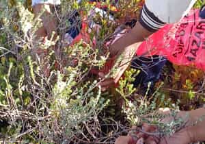 Stellenbosch Fynbos Cancer Research at Grootbos