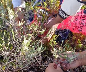 Stellenbosch Fynbos Cancer Research at Grootbos