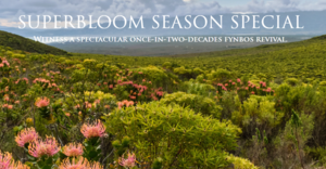 SUPERBLOOM SEASON SPECIAL