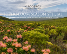 SUPERBLOOM SEASON SPECIAL