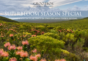 SUPERBLOOM SEASON SPECIAL