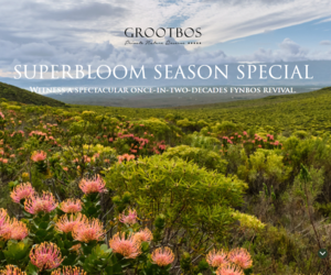 SUPERBLOOM SEASON SPECIAL