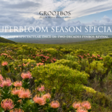 Grootbos_Special_1778655280