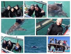 Daily Blog: 09 May 2026 | Shark Cage Diving in South Africa