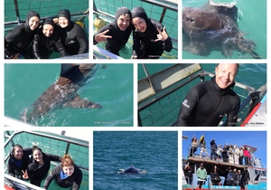 Daily Blog: 09 May 2026 | Shark Cage Diving in South Africa