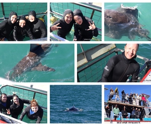 Daily Blog: 09 May 2026 | Shark Cage Diving in South Africa