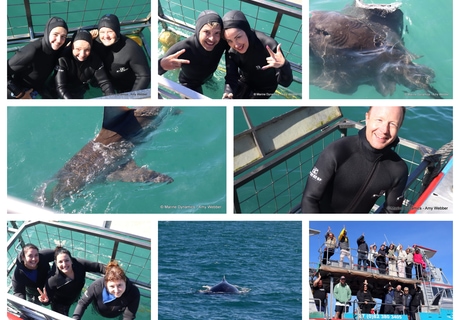 Daily Blog: 09 May 2026 | Shark Cage Diving in South Africa