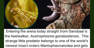 Feisty Predator’s “Heels” Under the Microscope