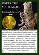 Feisty Predator’s “Heels” Under the Microscope