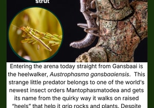 Feisty Predator’s “Heels” Under the Microscope