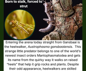 Feisty Predator’s “Heels” Under the Microscope