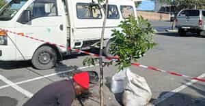 Green Futures Plants Wild Plums in Gansbaai