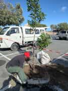Green Futures Plants Wild Plums in Gansbaai