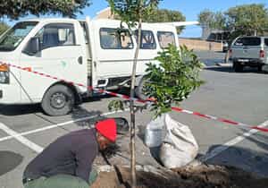 Green Futures Plants Wild Plums in Gansbaai