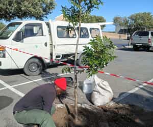 Green Futures Plants Wild Plums in Gansbaai