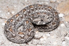 Southern Adder Sighting in Walker Bay Fynbos Conservancy