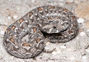 Southern Adder Sighting in Walker Bay Fynbos Conservancy