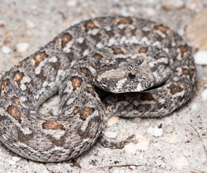 Southern Adder Sighting in Walker Bay Fynbos Conservancy