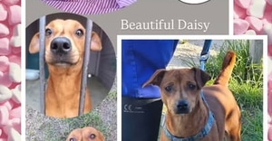 UP FOR ADOPTION - Meet Beautiful Daisy