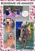 UP FOR ADOPTION - Meet Beautiful Daisy