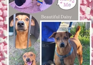 UP FOR ADOPTION - Meet Beautiful Daisy