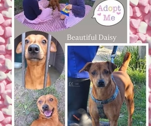 UP FOR ADOPTION - Meet Beautiful Daisy