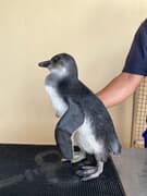 From Fluffy Chick to Juvenile Penguin