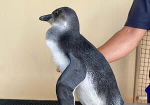 From Fluffy Chick to Juvenile Penguin