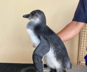 From Fluffy Chick to Juvenile Penguin