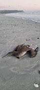 The Reality of Life in the Wild