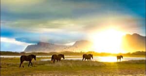 Kleinmond Estuary Wild Horses