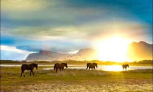 Kleinmond Estuary Wild Horses