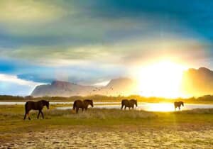 Kleinmond Estuary Wild Horses