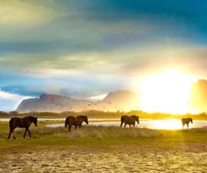 Kleinmond Estuary Wild Horses