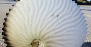 Paper Nautilus Washing Up in Struisbaai