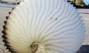 Paper Nautilus Washing Up in Struisbaai