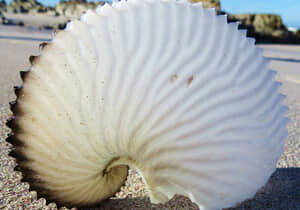 Paper Nautilus Washing Up in Struisbaai