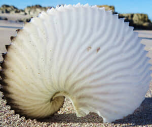 Paper Nautilus Washing Up in Struisbaai