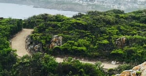 Hermanus Cliff Path Whale Watching Walk
