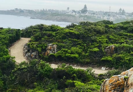 Hermanus Cliff Path Whale Watching Walk