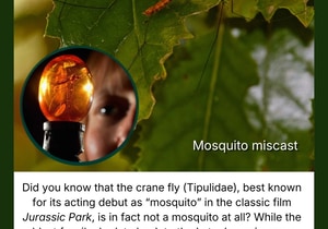 Crane Fly Under Microscope