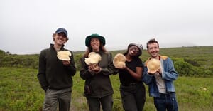 Grootbos Team Discovers Rare Oyster Mushroom