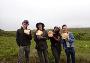 Grootbos Team Discovers Rare Oyster Mushroom