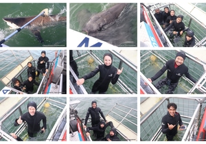 Daily Blog: 26 May 2026 | Shark Cage Diving in South Africa