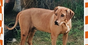 Senior Ridgeback Dog CHAKA Needs a Loving Home