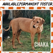 Senior Ridgeback Dog CHAKA Needs a Loving Home