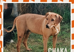 Senior Ridgeback Dog CHAKA Needs a Loving Home