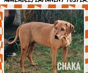 Senior Ridgeback Dog CHAKA Needs a Loving Home
