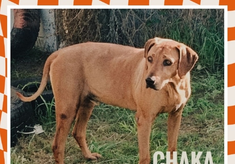 Senior Ridgeback Dog CHAKA Needs a Loving Home