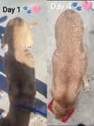 Mia’s Transformation